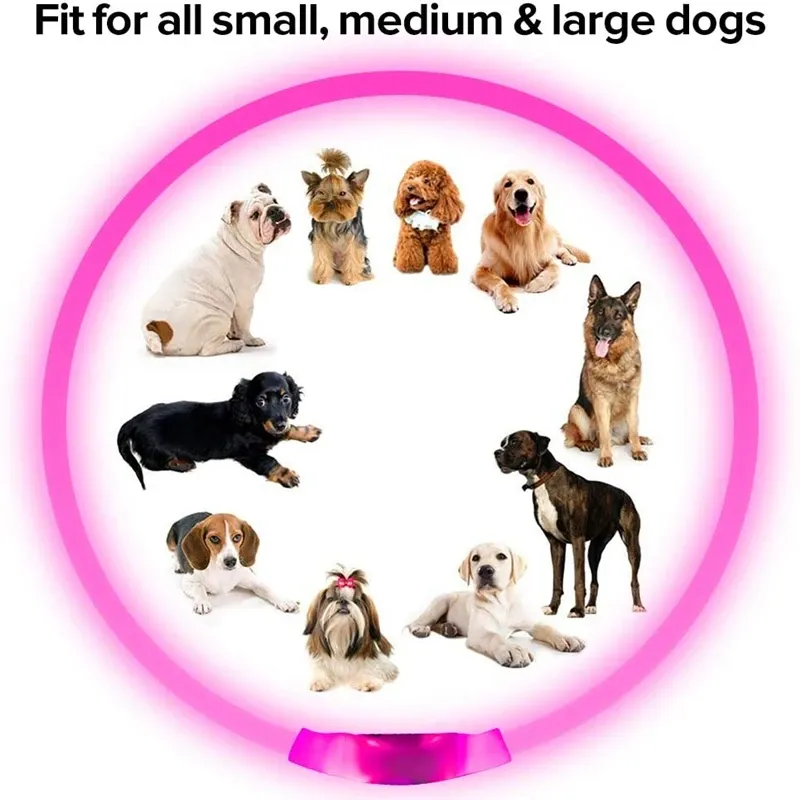 LED Dog Collar: Light Up Your Night