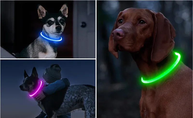 LED Dog Collar: Light Up Your Night
