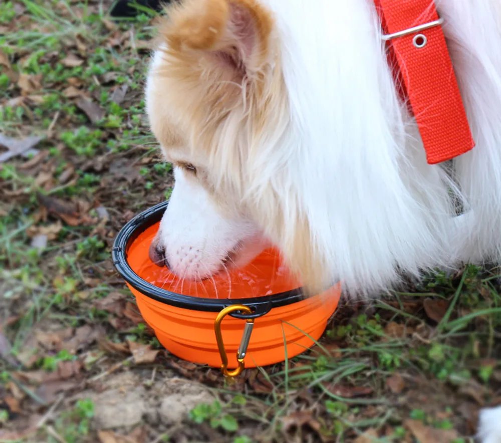Collapsible Silicone Dog Bowl: Your Portable Pet Feeding Solution