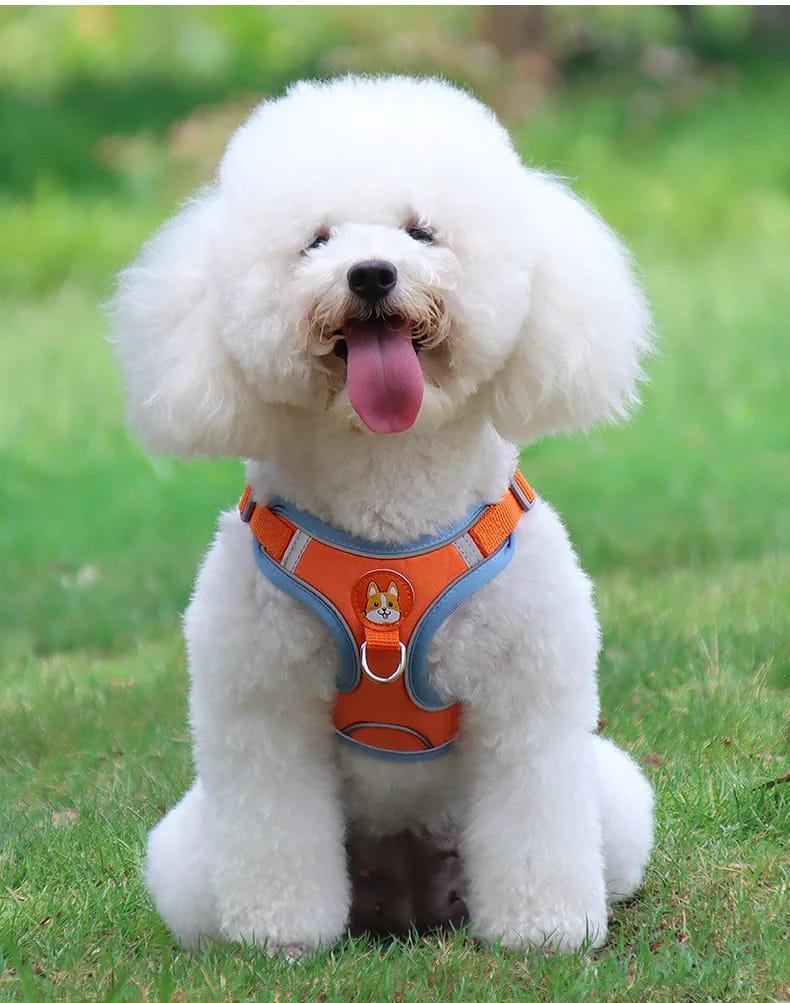 No-Pull Pet Harness and Leash Set: Walk with Ease
